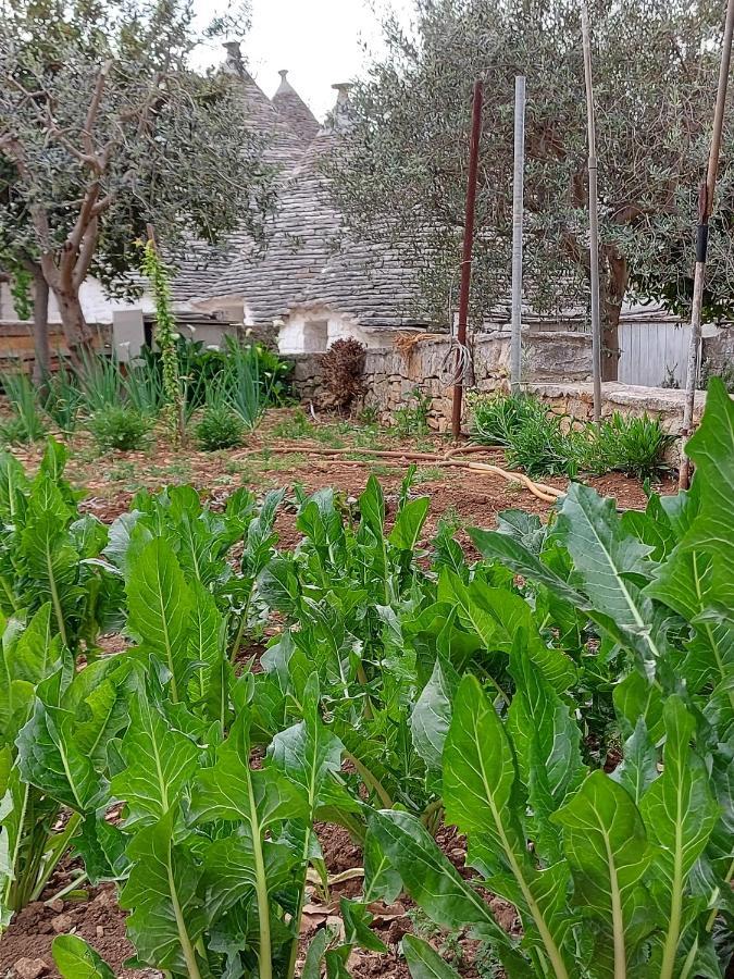 Willa Il Trullo Di Giada E Mattia Alberobello Zewnętrze zdjęcie