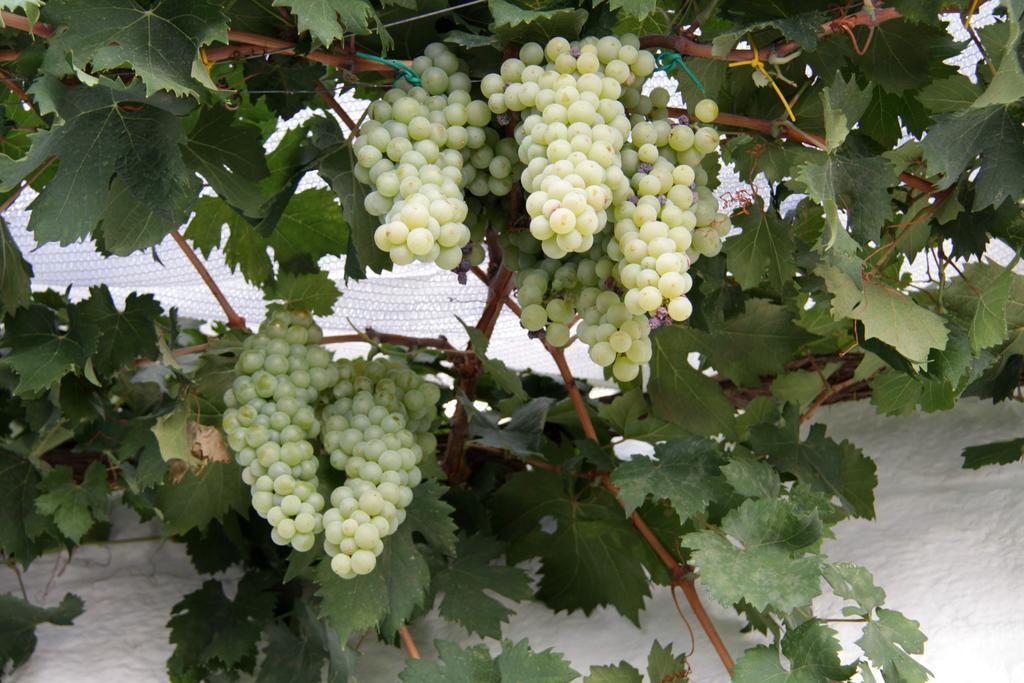Willa Il Trullo Di Giada E Mattia Alberobello Zewnętrze zdjęcie