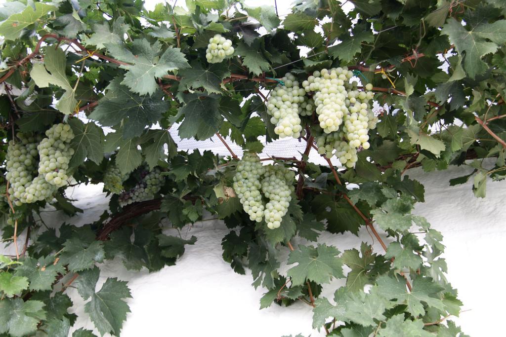 Willa Il Trullo Di Giada E Mattia Alberobello Zewnętrze zdjęcie